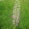 TRESORS DE MON JARDIN. Orchidée Orchis Bouc vue 2. Dominique Monchaux